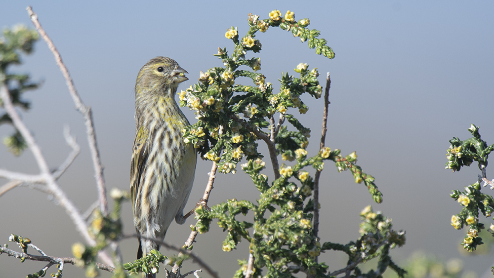 European Serin